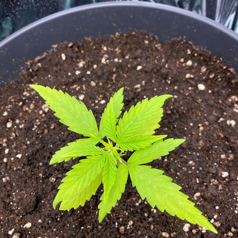 Plantzero2 growlog timeline photo