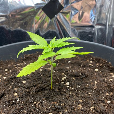 Plantzero2 growlog timeline photo