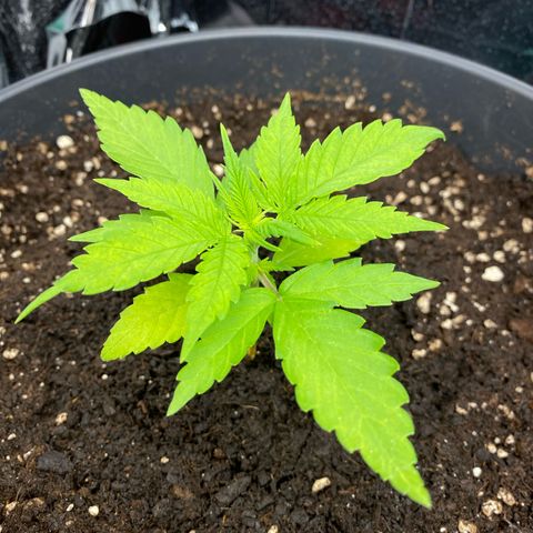 Plantzero3 growlog timeline photo
