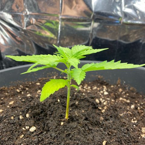 Plantzero3 growlog timeline photo