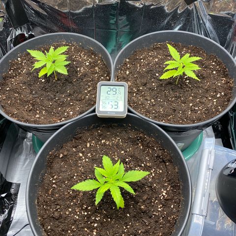 Plantzero2 growlog photo: Die Ladys haben sich sichtlich erholt, von der Überwässerung und dem umtopfen.😅