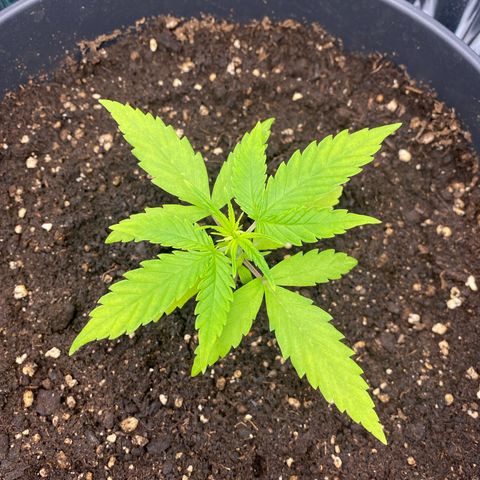 Plantzero2 growlog timeline photo
