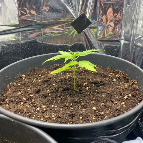 Plantzero2 growlog timeline photo