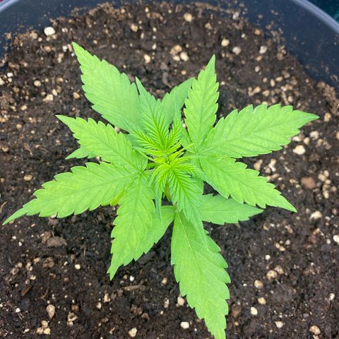 Plantzero3 growlog timeline photo