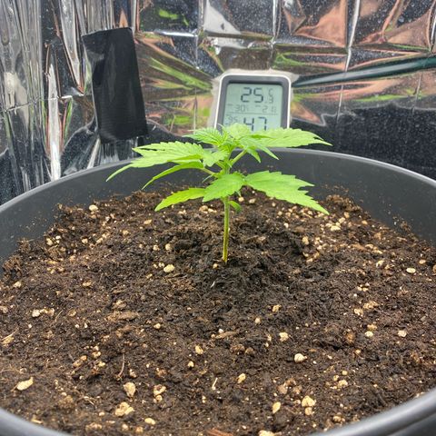 Plantzero3 growlog timeline photo