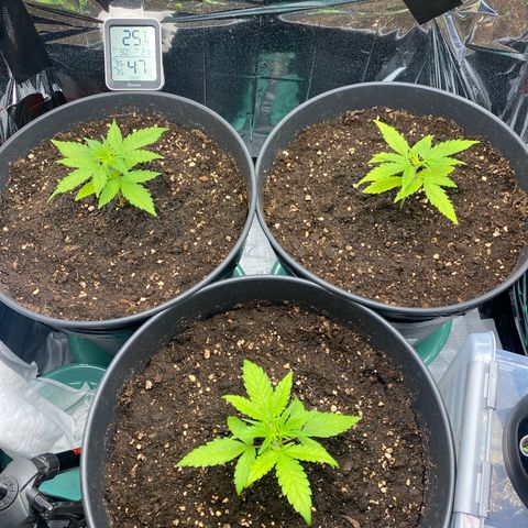 Plantzero2 growlog photo: Langsam bekommen die Damen auch etwas dunklere Blätter, ich glaube sie erholen sich von dem ganzen Stress ganz gut. Auf jegliche Art von Training werde ich natürlich verzichten, nicht nur da es mein erster Grow ist, nein auch weil sie jetzt schon so viel Stress am Anfang hatte, bin ich schon froh wenn die Ladys trotzdem noch toll werden.

