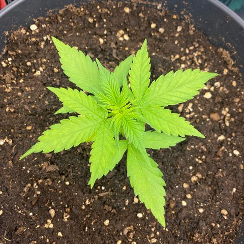 Plantzero3 growlog timeline photo