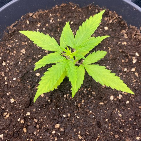 Plantzero2 growlog timeline photo