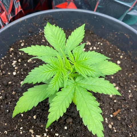 Plantzero3 growlog timeline photo