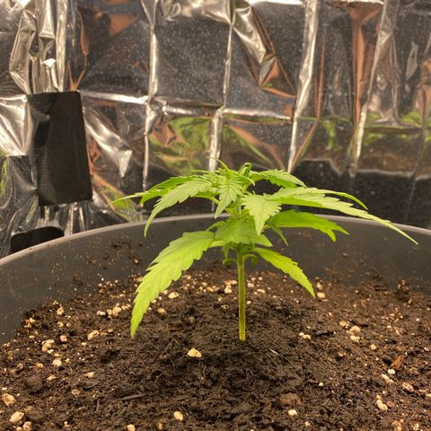 Plantzero3 growlog timeline photo