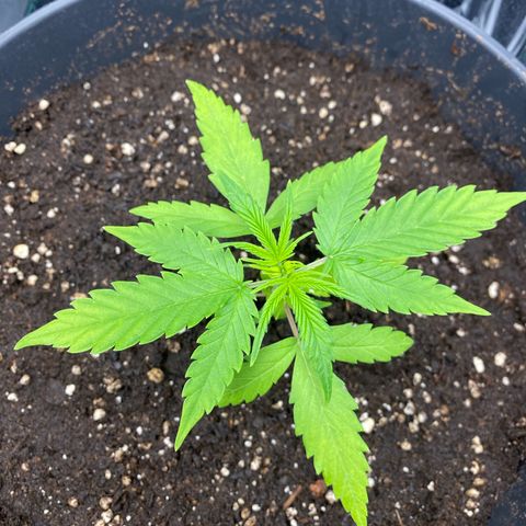 Plantzero2 growlog timeline photo