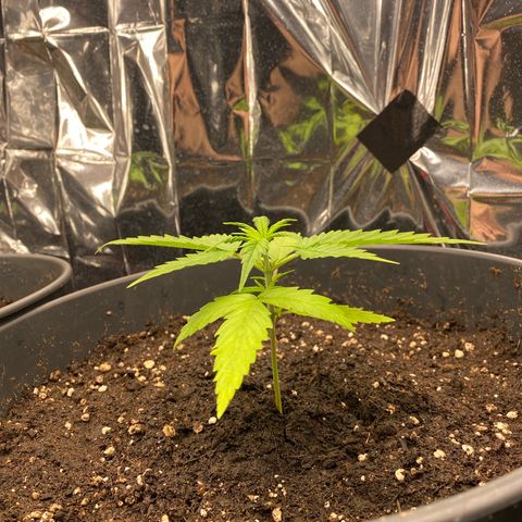 Plantzero2 growlog timeline photo