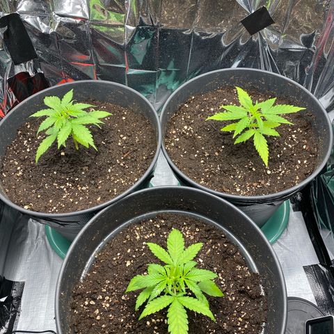 Plantzero2 growlog timeline photo