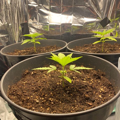 Plantzero2 growlog photo: Morgens stehen sie gern mal. Wer kennt‘s?😁