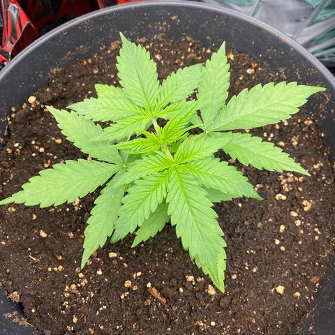 Plantzero3 growlog timeline photo