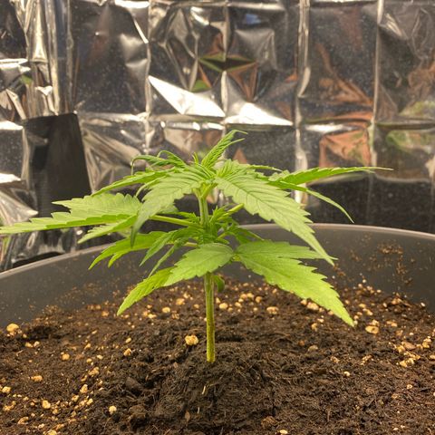Plantzero3 growlog timeline photo