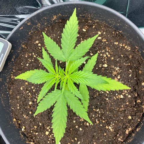 Plantzero2 growlog timeline photo