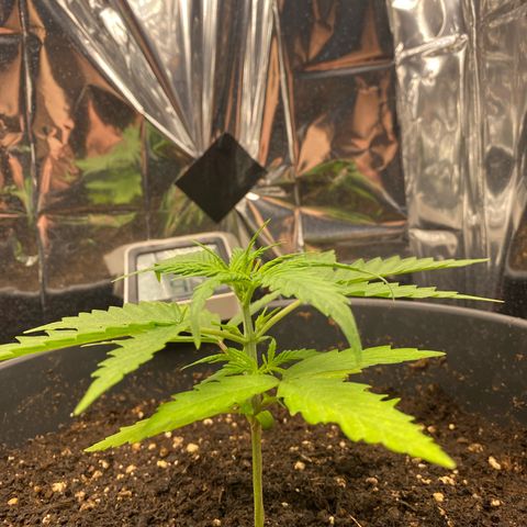 Plantzero2 growlog timeline photo