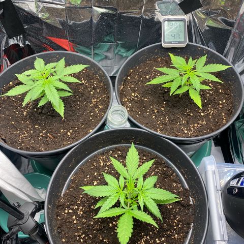 Plantzero2 growlog timeline photo