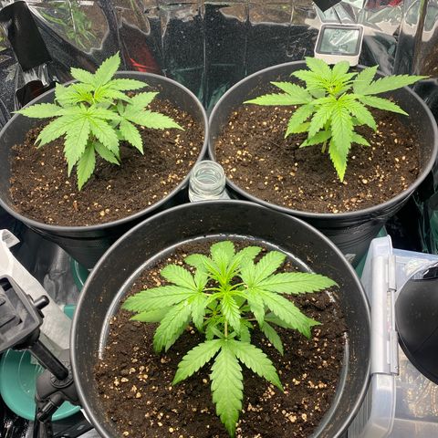 Plantzero2 growlog photo: Alles im grünen Bereich 😎
