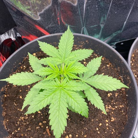 Plantzero3 growlog timeline photo