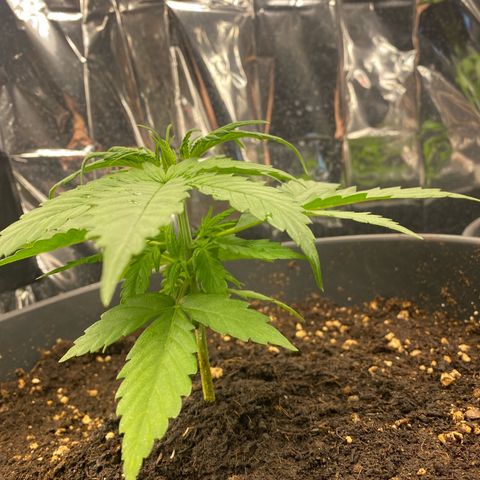 Plantzero3 growlog timeline photo