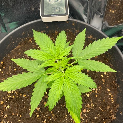Plantzero2 growlog timeline photo