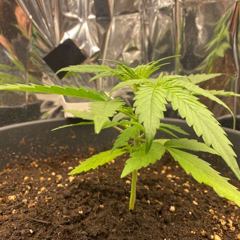 Plantzero2 growlog timeline photo