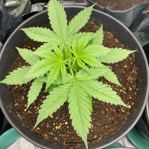 Plantzero3 growlog timeline photo