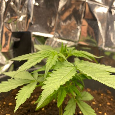 Plantzero3 growlog timeline photo