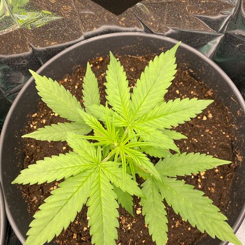 Plantzero2 growlog timeline photo