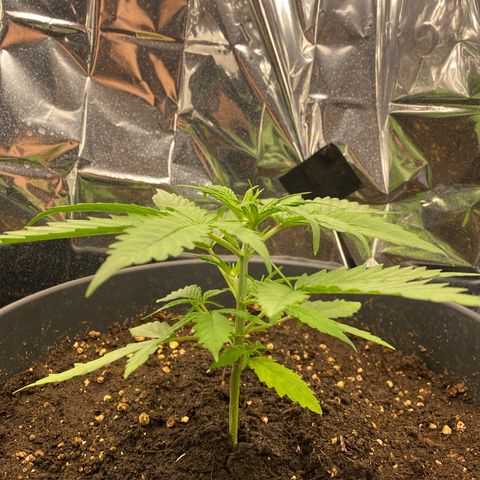 Plantzero2 growlog timeline photo
