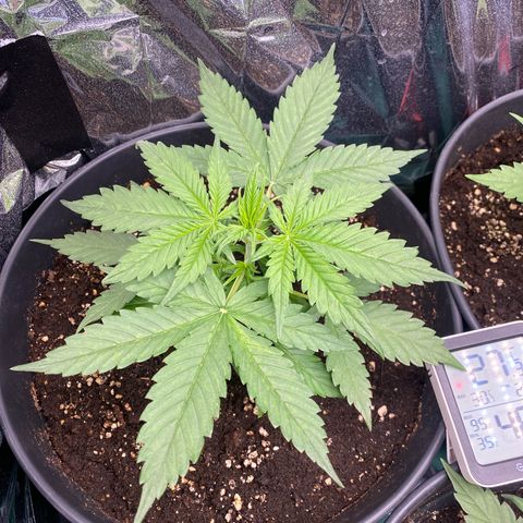 Plantzero3 growlog timeline photo