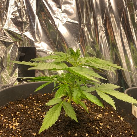 Plantzero3 growlog timeline photo
