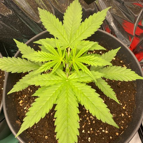 Plantzero2 growlog timeline photo