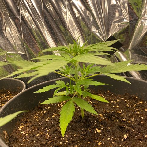 Plantzero2 growlog timeline photo