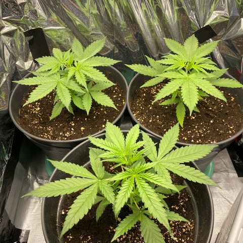 Plantzero2 growlog timeline photo