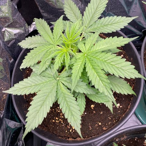 Plantzero3 growlog timeline photo