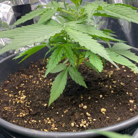 Plantzero3 growlog timeline photo
