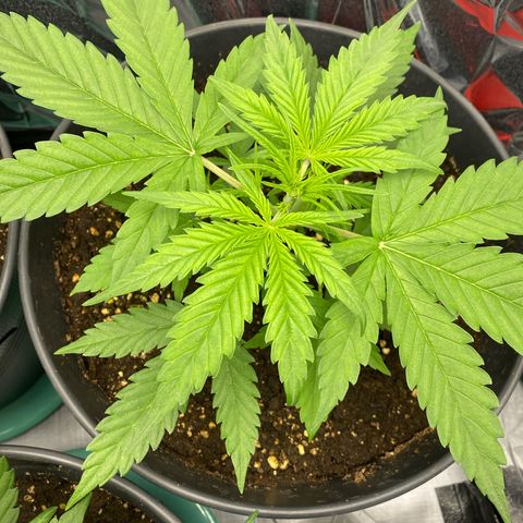 Plantzero2 growlog timeline photo