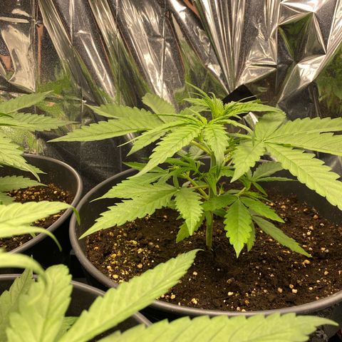 Plantzero2 growlog timeline photo