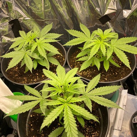 Plantzero2 growlog timeline photo