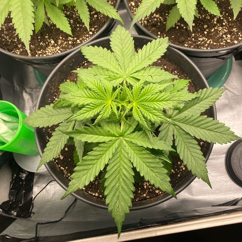 Plantzero3 growlog timeline photo