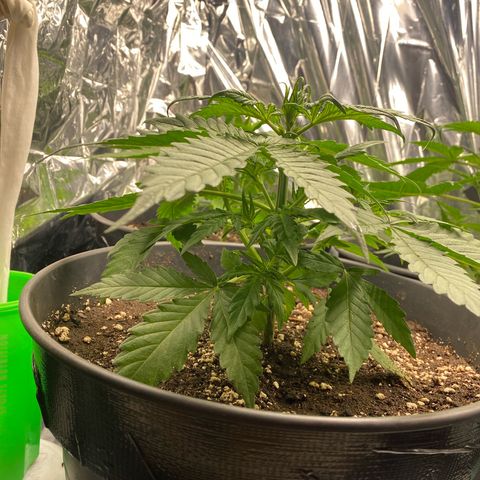 Plantzero3 growlog timeline photo