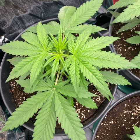 Plantzero2 growlog timeline photo