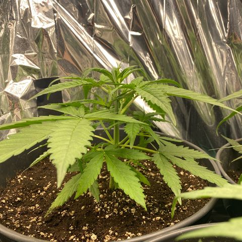 Plantzero2 growlog timeline photo
