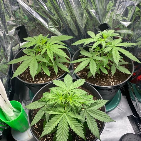 Plantzero2 growlog timeline photo