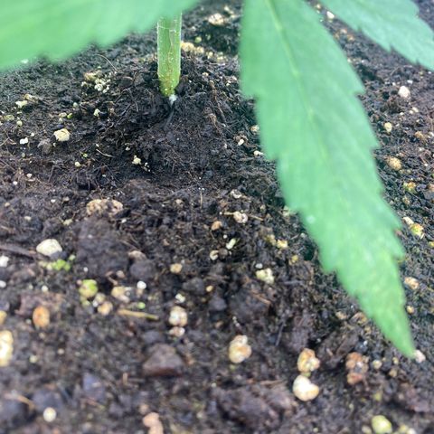 Plantzero2 growlog photo: Heute zeigen sich kleine Wurzeln an der Oberfläche.