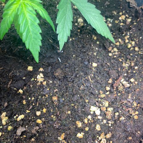 Plantzero2 growlog photo: Heute zeigen sich kleine Wurzeln an der Oberfläche.