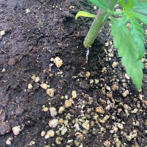 Plantzero2 growlog photo: Heute zeigen sich kleine Wurzeln an der Oberfläche.